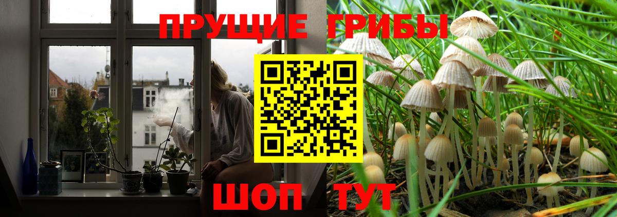 Галлюциногенные грибы GOLDEN TEACHER  Галлюциногенные грибы GOLDEN TEACHER  Петропавловск-Камчатский  Вход с VPN 